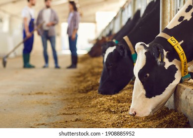 Black And White Cows With Numbers Eating Grass In Stalls And Young Farm Workers Standing And Communicating At Background, Selective Focus, Close-up. Agriculture And Modern Cow Farm Concept