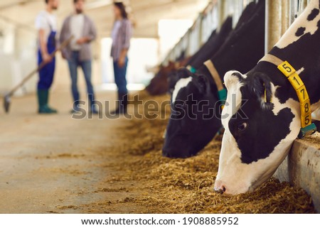 Black and white cows with numbers eating grass in stalls and young farm workers standing and communicating at background, selective focus, close-up. Agriculture and modern cow farm concept