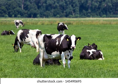 Black and white cows on a farmland 