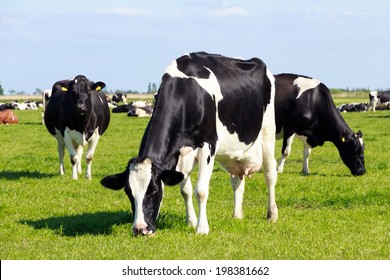 Black and white cows on farmland 