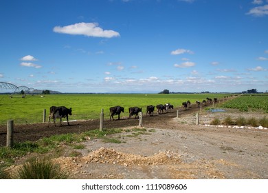 Black and white cows return to the paddock after milking