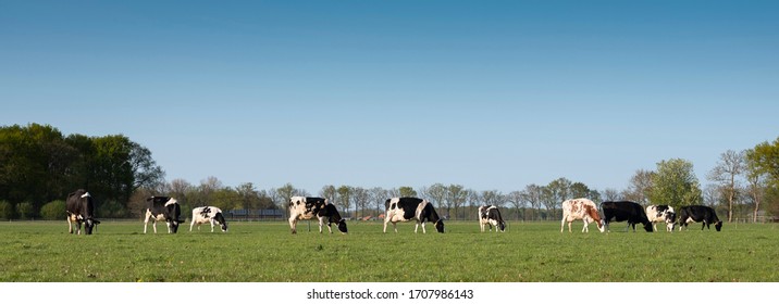black and white cows in spring green grassy meadow near amersfoort in the netherlands under blue sky