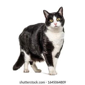 Black And White Crossbreed Cat Standing, Isolated On White