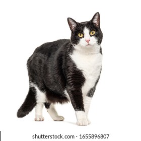 Black and white crossbreed cat standing, isolated on white