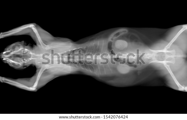 black and white CT scan of a cat\
pet on a black background with visible organs: heart, intestine,\
kidneys and lungs. Oncologist veterinary diagnostic x-ray\
test.