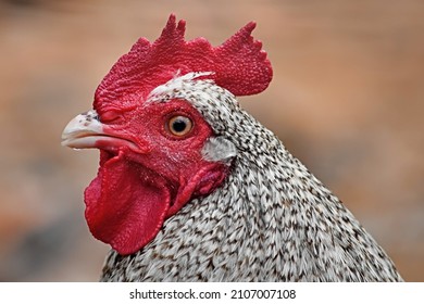 Black And White Cuckoo Maran Rooster Face Close Up