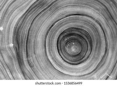 Black And White Cut Wood Texture. Detailed Black And White Texture Of A Felled Tree Trunk Or Stump. Rough Organic Tree Rings With Close Up Of End Grain.