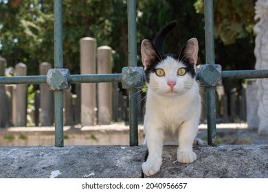 The Black And White Cute Cat Standing Behind Metal Fence Bars