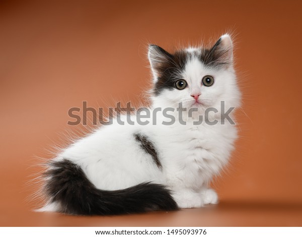 black and white munchkin kitten