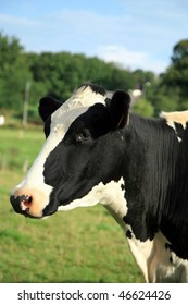 A black and white dairy cow. A close up of a cow's head.