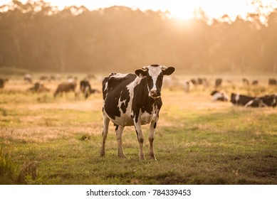 Black and white dairy cow grazing in a field 