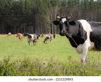Black and white dairy cow looking towards the camera while her sisters graze in a large field of green grass and large pine trees in the background