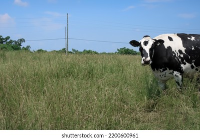 A Black And White Dairy Cow In Rural Pennsylvania