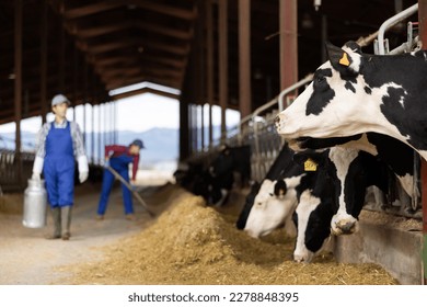 Black and white dairy cows eating hay peeking through stall fence against of farmer with metal can on livestock farm - Shutterstock ID 2278848395