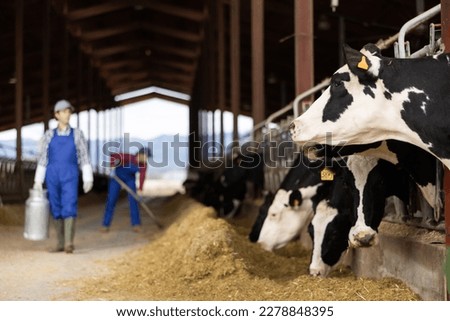 Black and white dairy cows eating hay peeking through stall fence against of farmer with metal can on livestock farm