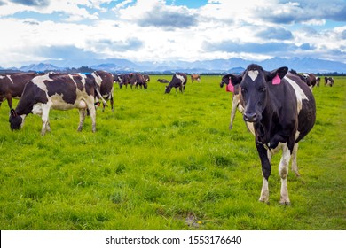 Black And White Dairy Cows Graze In A Farm Field, In Canterbury, New Zealand