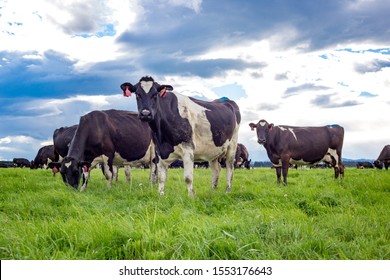 Black And White Dairy Cows Graze In A Farm Field, In Canterbury, New Zealand