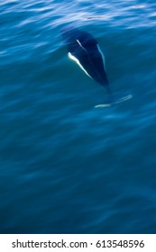 A Black And White Dall Porpoise Swimming Under The Water Near Seward, Alaska. 