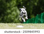 Black and White Dalmatian Running Lure Course Dog Sport