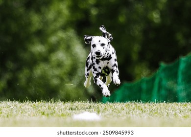 Black and White Dalmatian Running Lure Course Dog Sport