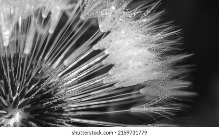 Black and white dandelion seed abstract art photo in dark background  - Shutterstock ID 2159731779