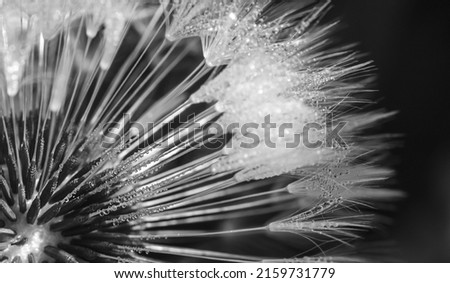 Black and white dandelion seed abstract art photo in dark background 