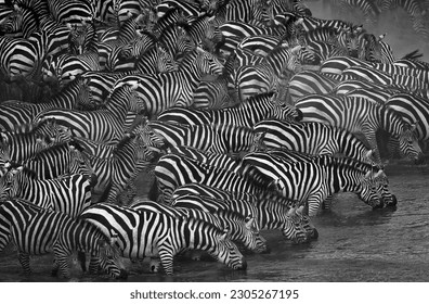A black and white of a dazzle of zebras captured drinking water from a waterhole next to an arid hill