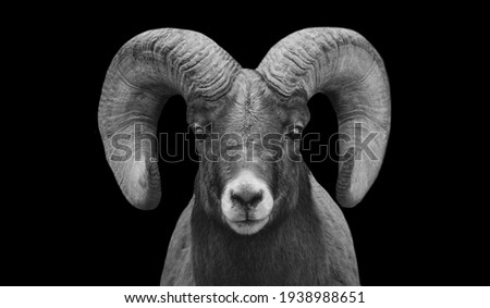 Black And White Desert Bighorn Sheep