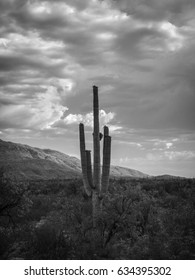 Black And White Desert Landscape In - Tucson, Arizona 