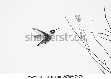 Black and white detail of a male Costa's hummingbird, Calypte costae, in flight with a palo verde flower blossom. Beautiful bird flying towards a wildflower in the Sonoran Desert. Tucson, Arizona. 