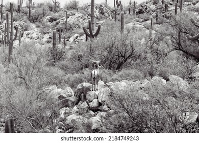 Black and white detail of a male desert bighorn sheep, Ovis canadensis nelsoni, standing on boulders looking towards saguaro cacti, palo verde and prickly pear cactus in the Sonoran Desert. Arizona.