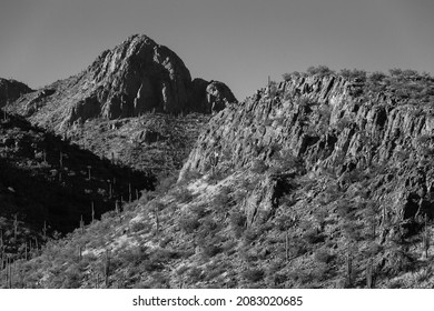 Black and white detail of Saguaro National Park West, mountains west of Tucson, Arizona in the Sonoran Desert. Beautiful Southwestern landscape with cactus, cholla and ocotillo.