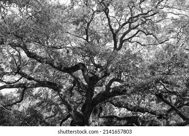 Black and white detailed image of historic Angel Oak tree in Charleston South Carolina