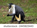 Black and white diana monkey of Roloway (Cercopithecus diana) seated on ground