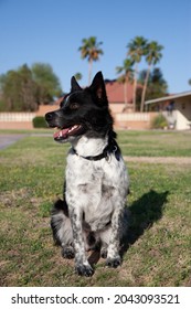 Black And White Dog In Arizona Desert Southwester Decor