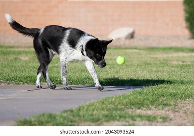 Black And White Dog In Arizona Desert Southwester Decor