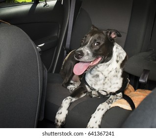 Black and white dog in back seat of car