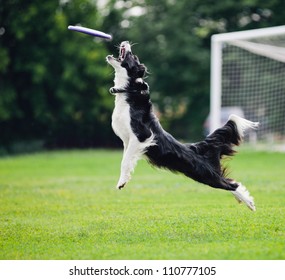 Black And White Dog Catching Disc In Jump