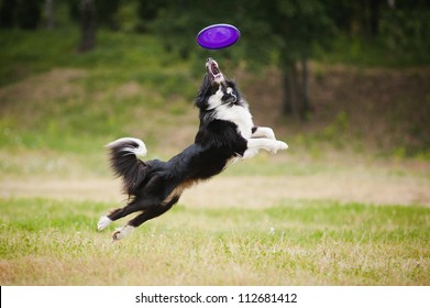 black and white dog catching disc in jump