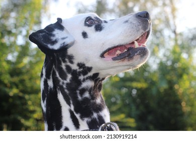 Black  white dog close up face. Free public domain CC0 photo.