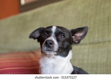 Black And White Dog With Ears Back