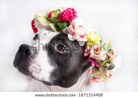 Black and white dog in a flower wreath. Four-legged loyal friend of man