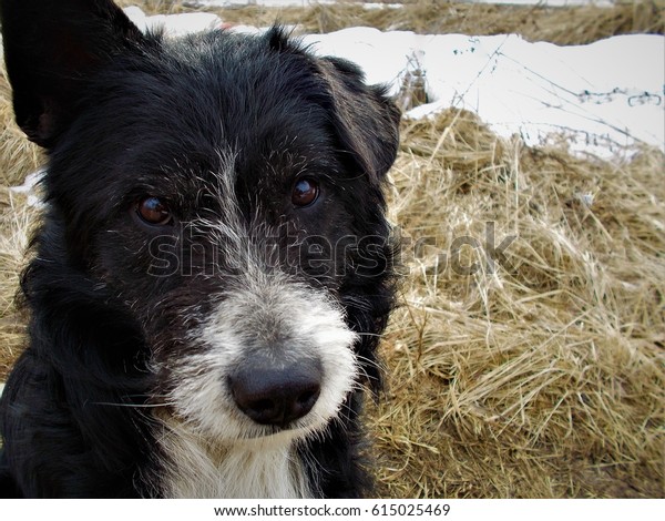 black and white mutt dog