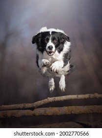 Black And White Dog Jumping Over Tree