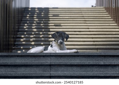 A black and white dog lies on the stone steps of the city stairs - Powered by Shutterstock