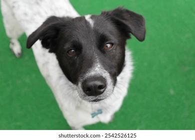 Black and White Dog Looking Up with Curious Expression on Green Artificial Grass - Powered by Shutterstock