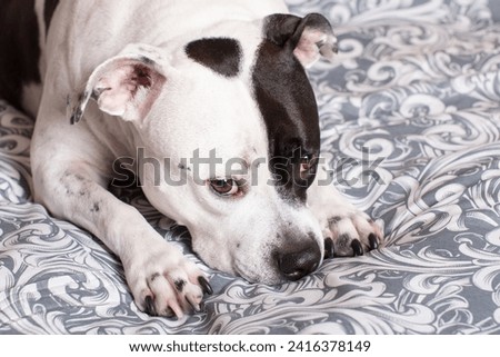 The black and white dog is lying resting on the bed. American Staffordshire Terrier