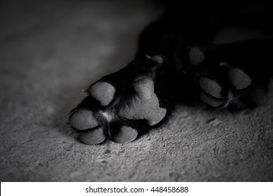 Black And White Dog Paw Pads. Close-up View.
