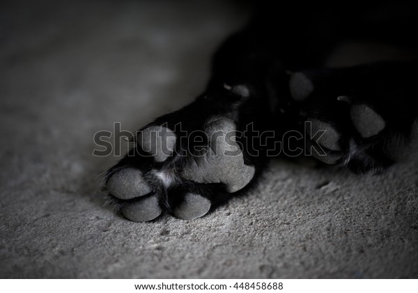 Photo De Stock De Des Pattes De Chien En Noir Modifier