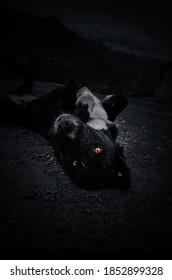 犬 イラスト 白黒 の写真素材 画像 写真 Shutterstock